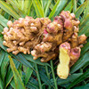 彩虹雨 新鲜青菜有机蔬菜 生姜500g 小黄姜姜味十足全国发货满额包邮 商品缩略图6