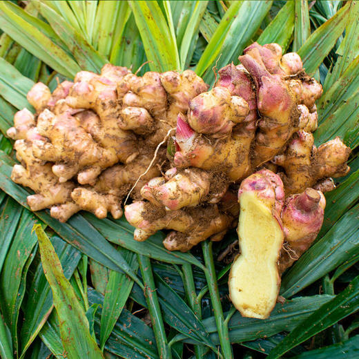 彩虹雨 新鲜青菜有机蔬菜 生姜500g 小黄姜姜味十足全国发货满额包邮 商品图6