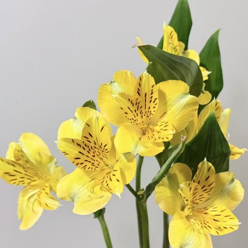 六初花丨进口柠檬黄