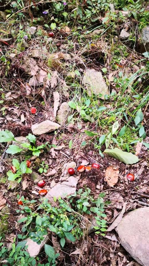 沂蒙山百年老树新鲜野生板栗 自然成熟 黄心黄瓤 肉质细腻 软糯香甜 秋意浓 板栗香 商品图10