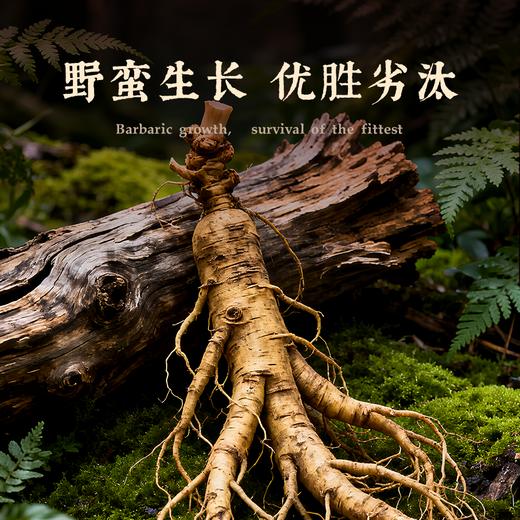 【象记】野山参5-12克礼盒装 商品图1