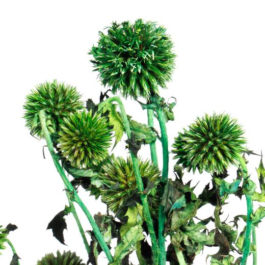 永生蓝星球 | 绿色 商品图0