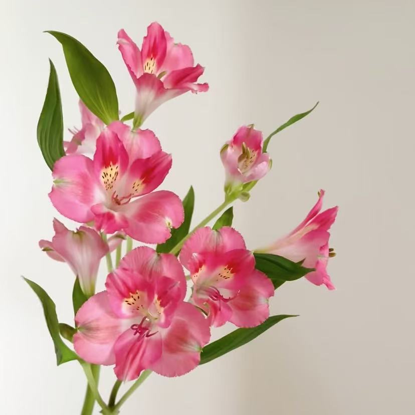 六初花丨蜜桃粉