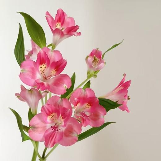 六初花丨蜜桃粉 商品图0