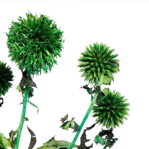 永生蓝星球 | 绿色 商品图2