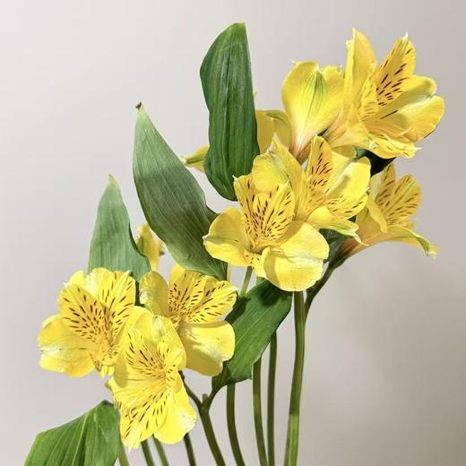 六初花丨进口柠檬黄 商品图1