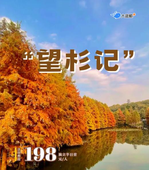 大蓝鲸爱研学|【独立半日营】走进大自然，我们去探索杉的神奇世界，辨识杉的不同、认识杉的“呼吸根”、发现会变色的杉树叶... 商品图0