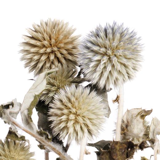 永生蓝星球 | 原色 商品图4