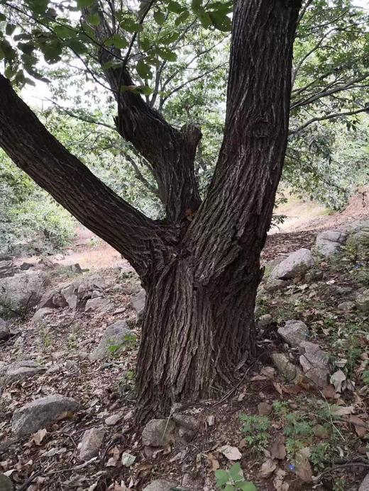 沂蒙山百年老树新鲜野生板栗 自然成熟 黄心黄瓤 肉质细腻 软糯香甜 秋意浓 板栗香 商品图8