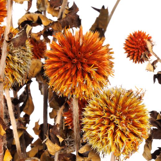 永生蓝星球 | 橙色 商品图2