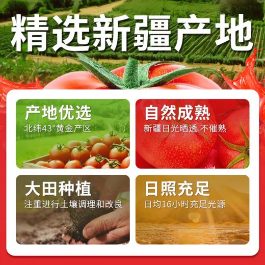 25年新疆新鲜西红柿番茄块罐头  配料干净无添加  400克/罐 商品图1