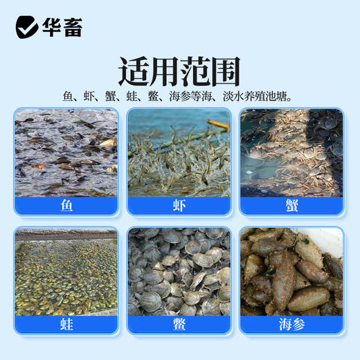 华畜千亿净水芽孢 分解残饵粪便 降氨氮亚盐 处理水草挂脏 控制青苔蓝藻 商品图3