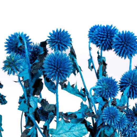 永生蓝星球 | 蓝色 商品图0