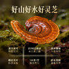 秒杀两瓶【灵芝提取物压片糖果】全草高倍浓缩 每天2次 补充灵芝营养 商品缩略图2