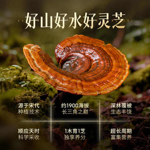 秒杀两瓶【灵芝提取物压片糖果】全草高倍浓缩 每天2次 补充灵芝营养 商品图2