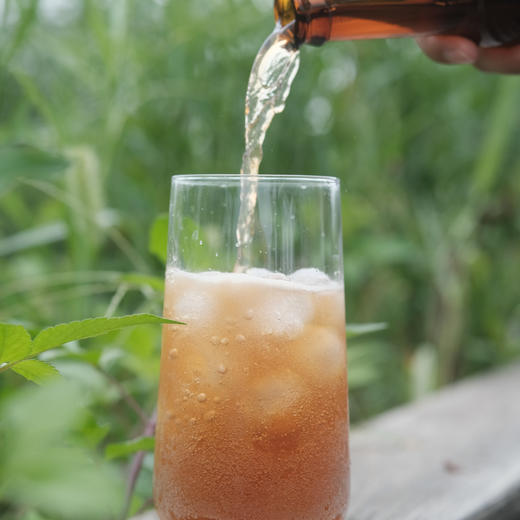 阿柑康普茶 | 230ml*6瓶/箱 耙耙柑红茶风味气泡茶饮 甄选生态&有机原料 富含益生菌消化酶 丑美阿柑 商品图2