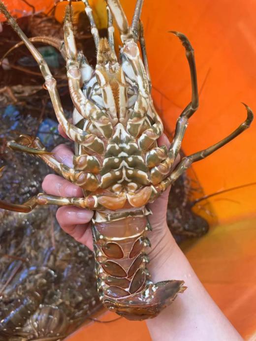 & 极品大青龙🦞非常肥美，还带膏，[胜利]只只都是爆肉品活冻 商品图10