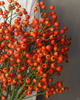 精品花材蔷薇果/玫瑰果1扎 商品缩略图3