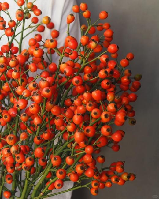 精品花材蔷薇果/玫瑰果1扎 商品图3