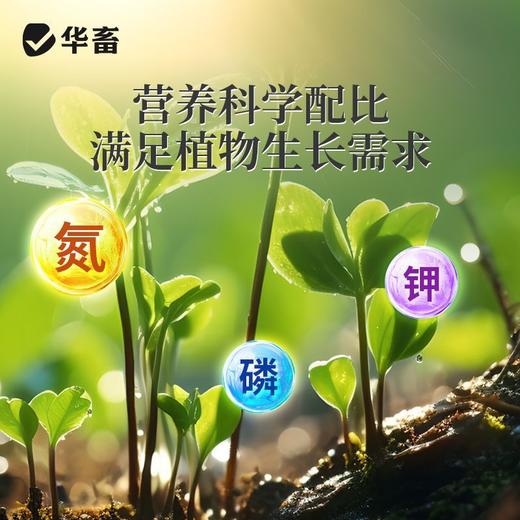 长效缓释肥颗粒通用型氮磷钾肥料养花绿植多肉家用盆栽花肥 商品图4