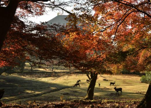 【秋季赏枫】<日本本州6天5晚半自助游·深圳直飞往返>东京+大阪各1天自由活动*河口湖枫叶回廊*京都叡山电车*银杏大道*奈良神鹿公园金阁寺*东京大学银杏大道*秋叶原*银座 商品图0