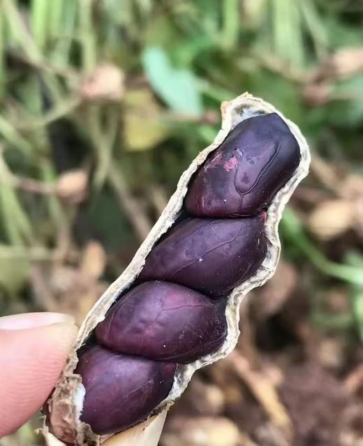  【2斤十堰主城区包邮】营养丰富  新鲜云南富硒黑花生 1斤/2斤 商品图2