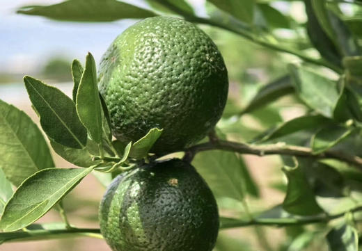 小青柑礼盒装 商品图2