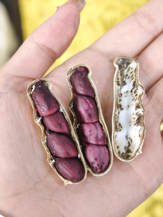  【2斤十堰主城区包邮】营养丰富  新鲜云南富硒黑花生 1斤/2斤 商品图3