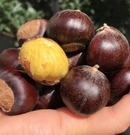 沂蒙山百年老树新鲜野生板栗 自然成熟 黄心黄瓤 肉质细腻 软糯香甜 秋意浓 板栗香 商品图0