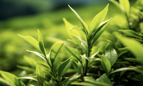 神奇的养生小叶子——小食材大作用