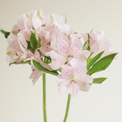 六初花丨进口浅粉 商品图1