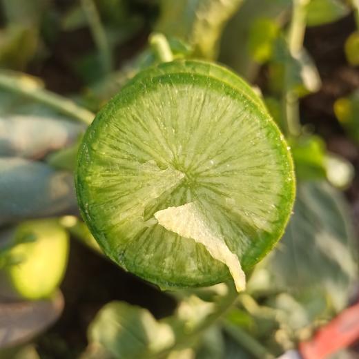 生态沙窝萝卜| 石嫣农场 *Ecological Shawa Village Radish‌ 商品图1