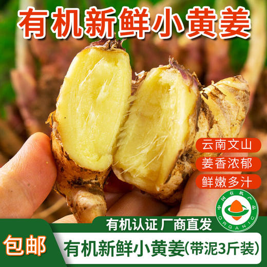 【厂商直发】云南文山有机新鲜小黄姜3斤/5斤装去泥姜香浓郁包邮 商品图0