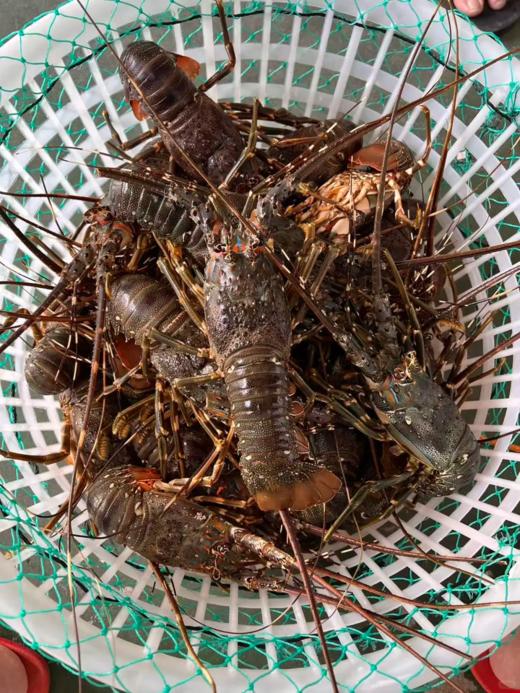 & 极品大青龙🦞非常肥美，还带膏，[胜利]只只都是爆肉品活冻 商品图2