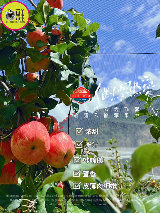 Mg基地直飞【云巅秘蔵】藏地冰川赤霞苹果（包邮） 商品图6