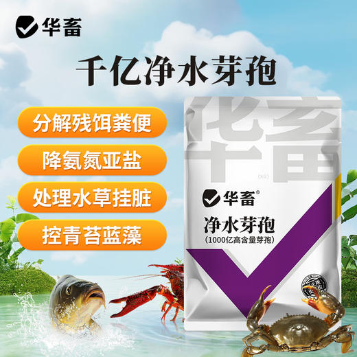 华畜千亿净水芽孢 分解残饵粪便 降氨氮亚盐 处理水草挂脏 控制青苔蓝藻 商品图0
