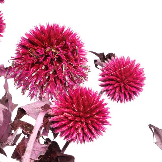 永生蓝星球 | 玫红色 商品图4