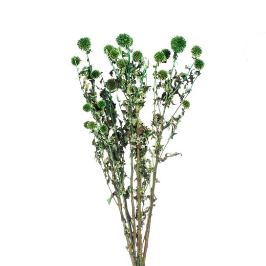 永生蓝星球 | 绿色 商品图1