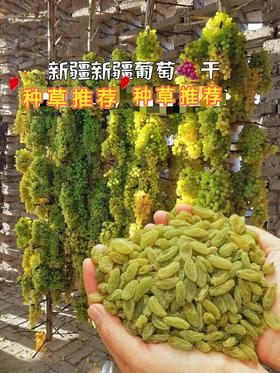 新疆优级葡萄干9.8元1包250g，明天到
