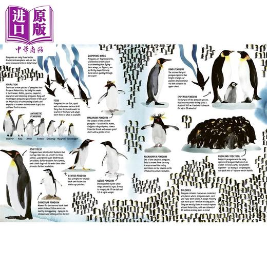 【中商原版】关于南极洲的一切 All About Antarctica 英文原版 儿童科普绘本 自然科学读物 精装 进口童书 7岁以上 精品绘本 商品图3