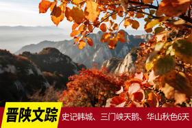 11月1日【晋陕文踪】史记韩城、三门峡天鹅、华山秋色、千古窑场6天