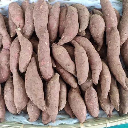 生态紫薯&黄金蜜薯（红薯）| 合作生产 | 基地直发|  * Ecological purple sweet potato & golden honey sweet potato 商品图5
