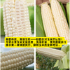 一口爆汁的牛奶玉米   可生吃无负担，淡淡奶香味，皮薄汁多超清爽，一口沦陷 商品缩略图1