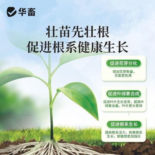 长效缓释肥颗粒通用型氮磷钾肥料养花绿植多肉家用盆栽花肥 商品图5