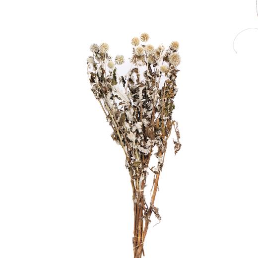 永生蓝星球 | 原色 商品图2