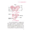 盆底康复护理 妇产科护理门诊手册系列 陈云 韩利红 主编 本书涵盖女性全生命周期的盆底功能保护及康复护理指导 人民卫生出版社 商品缩略图4
