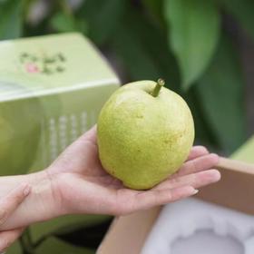 【古树蜂糖梨】皮可食，肉无渣，甜如蜂蜜，香甜多汁