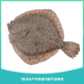 兴城多宝鱼（条）