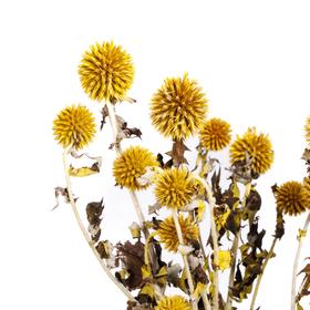 永生蓝星球 | 黄色