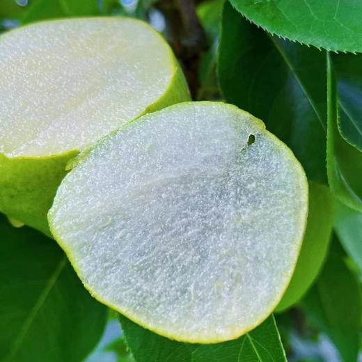 【古树蜂糖梨】皮可食，肉无渣，甜如蜂蜜，香甜多汁 商品图5